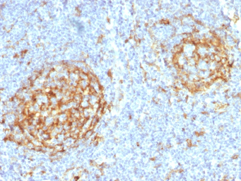 Anti-CD14 antibody [LPSR/2397] used in IHC (Paraffin sections) (IHC-P). GTX18025