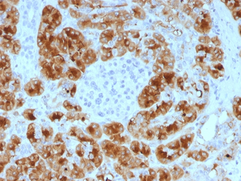 Anti-GP2 antibody [GP2/1805] used in IHC (Paraffin sections) (IHC-P). GTX18034