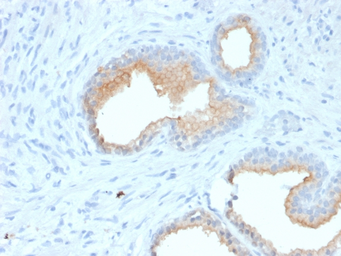 Anti-CD10 antibody [MME/1870] used in IHC (Paraffin sections) (IHC-P). GTX18040