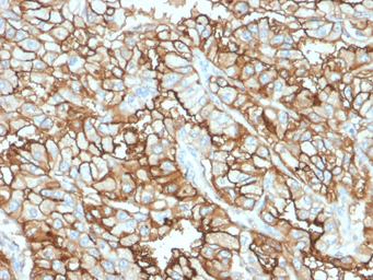Anti-CD10 antibody [MME/1870] used in IHC (Paraffin sections) (IHC-P). GTX18040