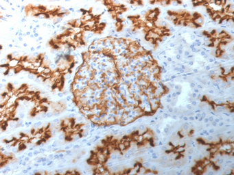 Anti-CD10 antibody [MME/1892] used in IHC (Paraffin sections) (IHC-P). GTX18043