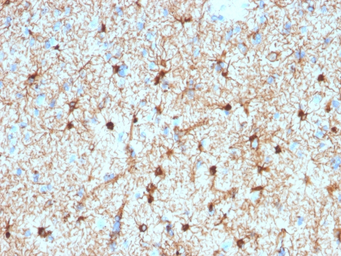 Anti-GFAP antibody [GFAP/2076] used in IHC (Paraffin sections) (IHC-P). GTX18062