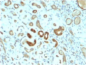Anti-STAT3 antibody [STAT3/2409] used in IHC (Paraffin sections) (IHC-P). GTX18120