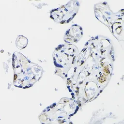 Anti-PTEN antibody used in IHC (Paraffin sections) (IHC-P). GTX18153