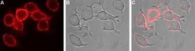 Anti-EAAT1 antibody used in Live cell imaging (LCI). GTX18175