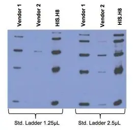 Anti-6X His tag antibody [HIS.H8] used in Western Blot (WB). GTX18184