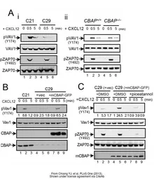 Anti-ZAP70 antibody [1E7.2] used in Western Blot (WB). GTX18371