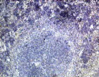 Anti-IL28 Receptor alpha antibody used in IHC (Paraffin sections) (IHC-P). GTX18567