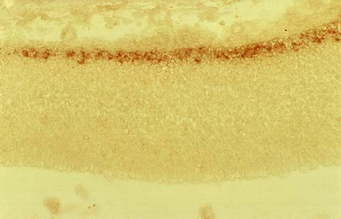Anti-Reelin antibody [G10] used in Immunohistochemistry (IHC). GTX18570