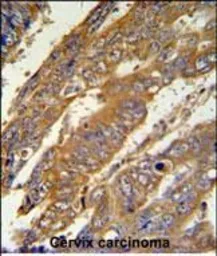 Anti-PAN3 antibody used in IHC (Paraffin sections) (IHC-P). GTX18622