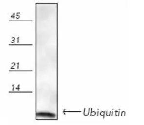 Anti-Ubiquitin antibody used in Western Blot (WB). GTX19247