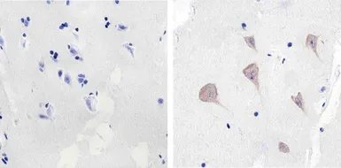 Anti-Src antibody [184Q20] used in IHC (Paraffin sections) (IHC-P). GTX19336