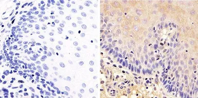 Anti-Src antibody [184Q20] used in IHC (Paraffin sections) (IHC-P). GTX19336