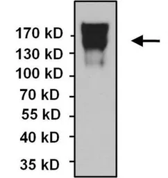 Anti-N-Cadherin antibody [8C11] used in Immunoprecipitation (IP). GTX19348