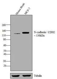 Anti-N-Cadherin antibody [8C11] used in Western Blot (WB). GTX19348