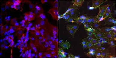 Anti-N-Cadherin antibody [8C11] used in Immunocytochemistry/ Immunofluorescence (ICC/IF). GTX19348