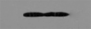 Anti-EPO antibody [85] used in Western Blot (WB). GTX19485
