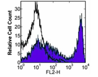 Anti-CD90 antibody [30-H12] (Biotin) used in Flow cytometry (FCM). GTX19630