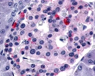 Anti-FABP3 antibody [5B5] used in Immunohistochemistry (IHC). GTX19724