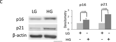 Anti-p19ARF antibody used in Western Blot (WB). GTX20080