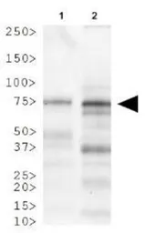 Anti-LIMP II antibody used in Western Blot (WB). GTX20114