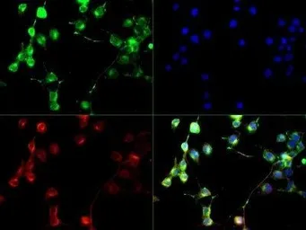 Anti-EAAT1 antibody used in Immunocytochemistry/ Immunofluorescence (ICC/IF). GTX20262