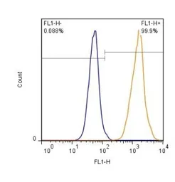 Anti-EAAT1 antibody used in Flow cytometry (FCM). GTX20262