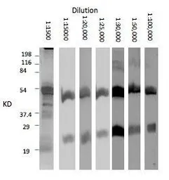 Rabbit Anti-llama IgG antibody. GTX20266