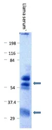 Goat Anti-llama IgG antibody. GTX20271