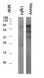 Rabbit Anti-llama IgG (Heavy Chain) antibody. GTX20276