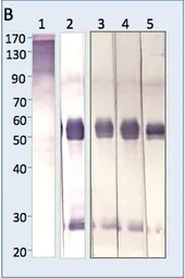 Llama Anti-mouse IgG antibody (FITC). GTX20286