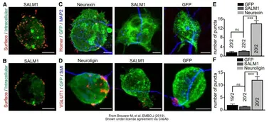 Anti-GFP antibody used in Immunocytochemistry/ Immunofluorescence (ICC/IF). GTX20290