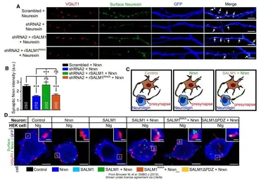 Anti-GFP antibody used in Immunocytochemistry/ Immunofluorescence (ICC/IF). GTX20290