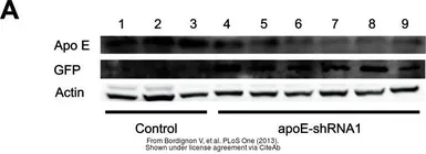 Anti-GFP antibody used in Western Blot (WB). GTX20290