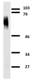 Anti-Clusterin antibody [Hs-3] used in Western Blot (WB). GTX20349