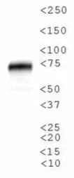 Anti-SR-BI antibody used in Western Blot (WB). GTX20396