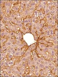 Anti-SR-BI antibody used in IHC (Paraffin sections) (IHC-P). GTX20396