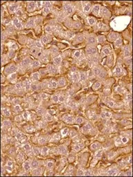 Anti-SR-BI antibody used in IHC (Paraffin sections) (IHC-P). GTX20396