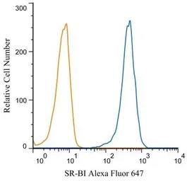 Anti-SR-BI antibody used in Flow cytometry (FACS). GTX20396