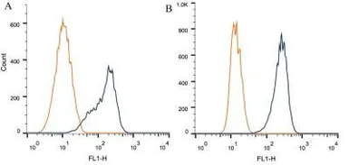 Anti-ARA9 antibody [35-2] used in Flow cytometry (FCM). GTX20468
