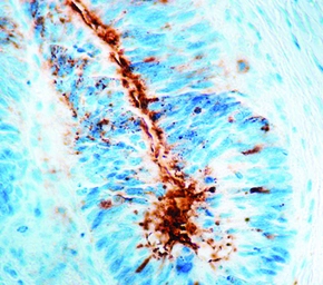 Anti-TAG72 antibody [B72-3] used in IHC (Paraffin sections) (IHC-P). GTX20691