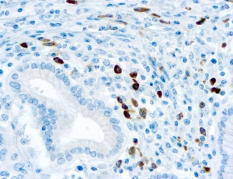 Mouse Anti-Human lambda light chain antibody [N10/2] (ready-to-use). GTX20874
