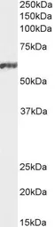 Anti-NFIL3 antibody used in Western Blot (WB). GTX21078