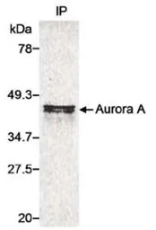 Anti-Aurora A antibody used in Immunoprecipitation (IP). GTX21287
