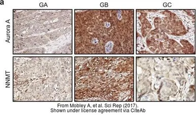 Anti-Aurora A antibody used in IHC (Paraffin sections) (IHC-P). GTX21287