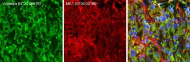 Goat Anti-Mouse IgG antibody (DyLight594). GTX213111-05
