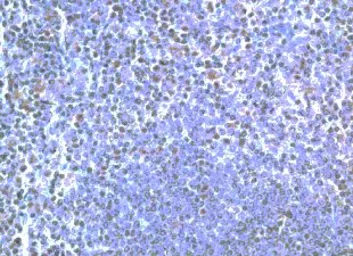 Anti-TLR5 antibody used in IHC (Paraffin sections) (IHC-P). GTX21654
