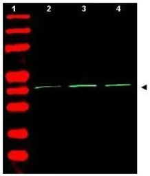 Anti-beta Actin antibody used in Western Blot (WB). GTX21801
