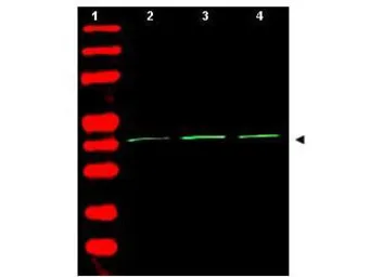 Anti-beta Actin antibody used in Western Blot (WB). GTX21801