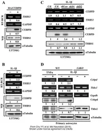 Anti-Thrombospondin antibody [A6-1] used in Western Blot (WB). GTX21823